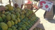 Как вырастить манго из косточки