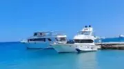 Акулам в Красном море ставят спутниковые метки — ради безопасности и науки