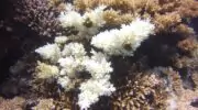 Красное море бледнеет: массовое обесцвечивание кораллов у берегов Египта