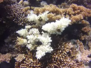Красное море бледнеет: массовое обесцвечивание кораллов у берегов Египта