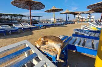 Международные права в Египте: теперь можно оформить прямо в аэропорту Каира